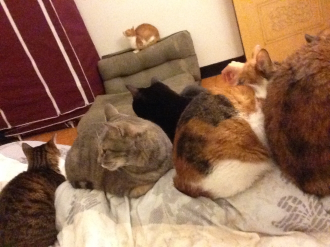 5 of my cat slept on top of me (from left to right: Shiver, Scooter, Black, and Limpy) while Kimchi was about to jump up to the closet.
