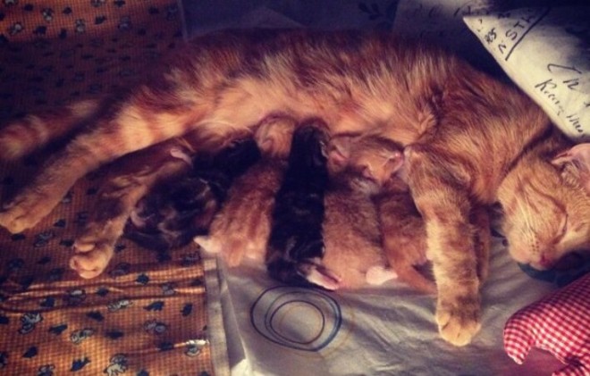 Photo Credit: Pishool & her babies (Pishool is Sepid's cat back in Iran)